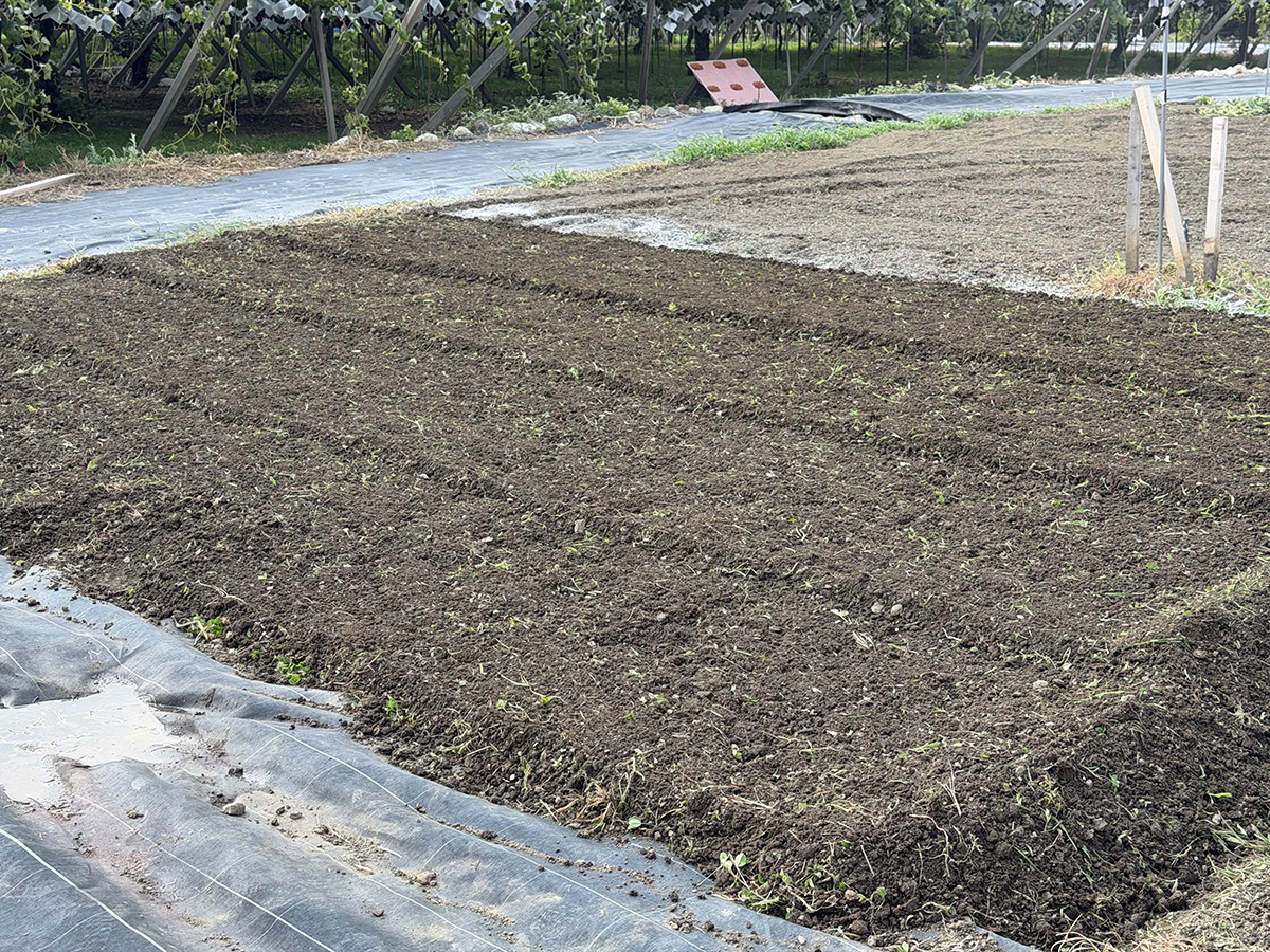Farmer’s CHAT農業体験プログラム みんなで育てるじゃがいも畑